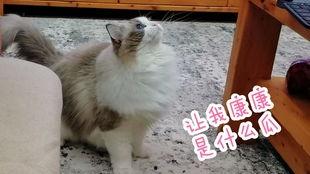 猫咪吃板栗瓜视频大全集,视频大全集趣味盘点