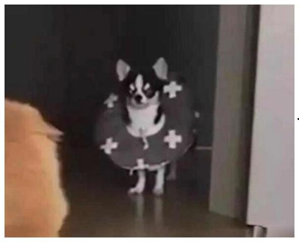 猫咪围观吃瓜视频大全下载,萌宠界的“八卦风云”