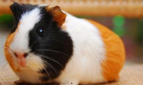 荷兰豚鼠吃瓜视频大全下载,视频大全下载收藏