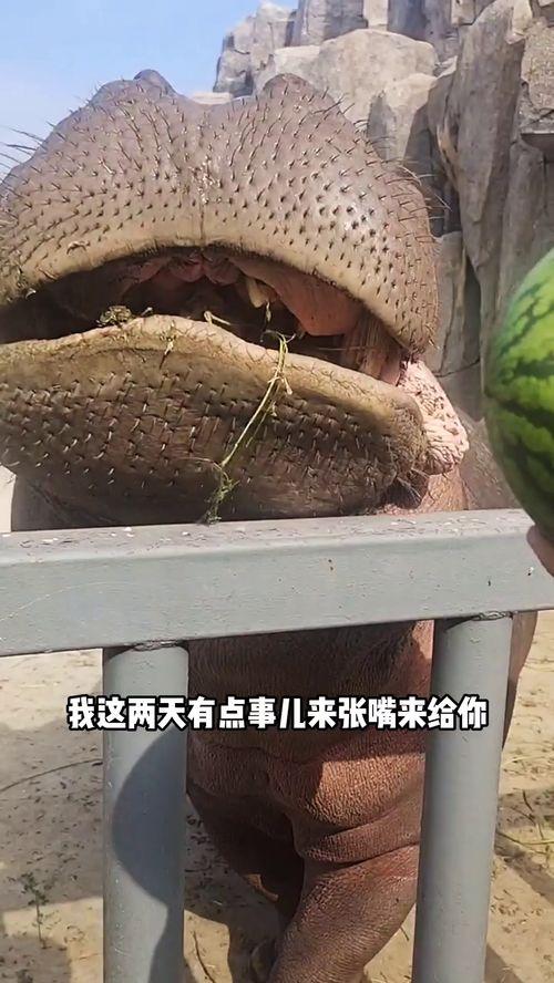 河马搞笑配音吃瓜视频,带你笑翻吃瓜现场！