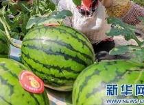 三台吃瓜事件最新消息视频,最新视频揭秘惊人内幕