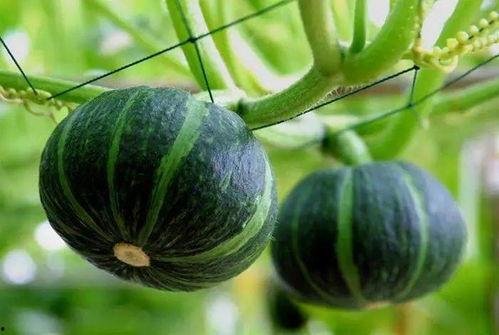 介休最近吃瓜事件视频,揭秘网络热议背后的真相