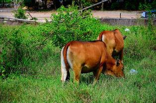 牛可以吃土瓜吗视频,探索牛儿的新美食之旅