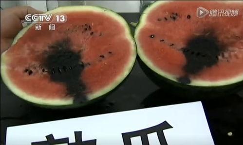 带你吃瓜抓鱼视频大全,视频大全精彩回顾