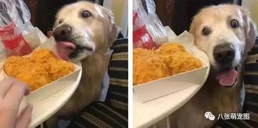 吃瓜被抓到狗狗视频大全,视频大全萌翻网友