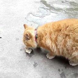 猫咪可以吃小乳瓜吗视频,小乳瓜的适宜性探讨