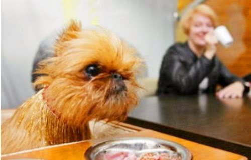 狗狗可以吃小梨瓜吗视频,小梨瓜的适宜性解析