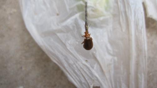 瓜叶有虫吃怎么办视频