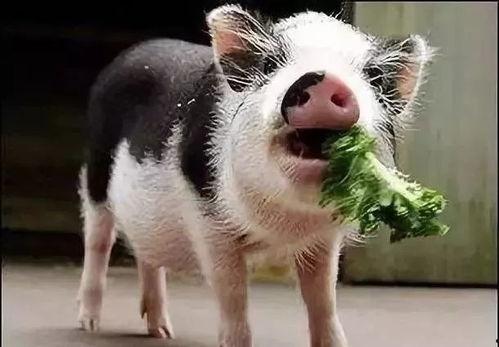 小香猪吃羊角瓜视频大全