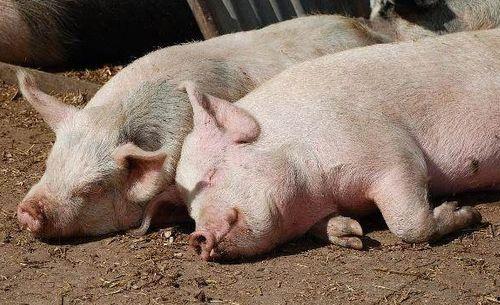 葫芦瓜能给猪吃吗视频,猪的绿色美食新选择