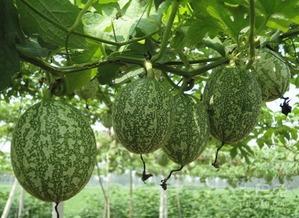 圆吊瓜怎么做菜吃的视频