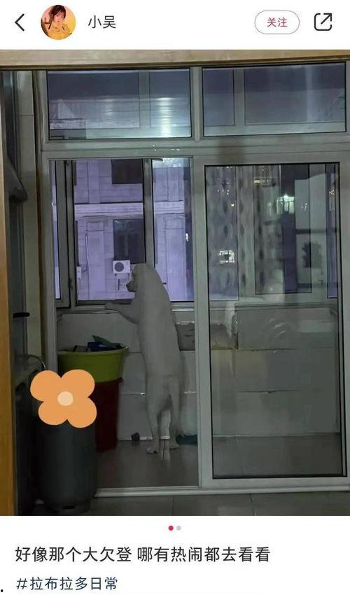 狗子吃瓜被挤下楼视频大全,惊险一幕引网友热议